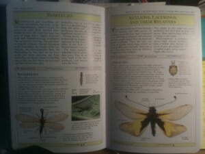 Insect book