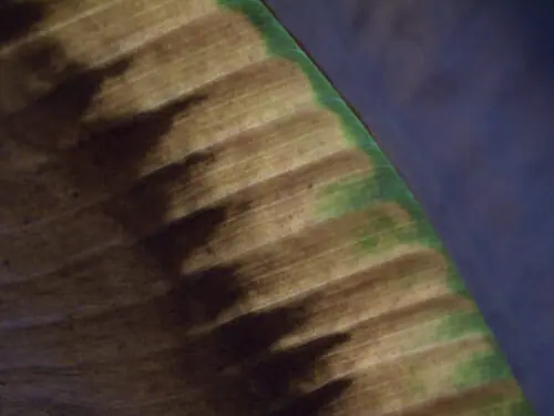 The Book of Palms by Tom Millea The Book of Palms by Tom Millea