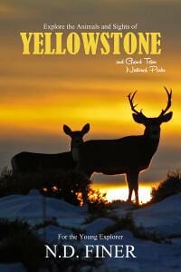 Explore the Animals and Sights of Yellowstone