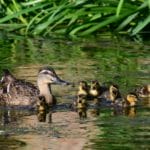 This Week in the Blogs, May 6 – 12, 2017