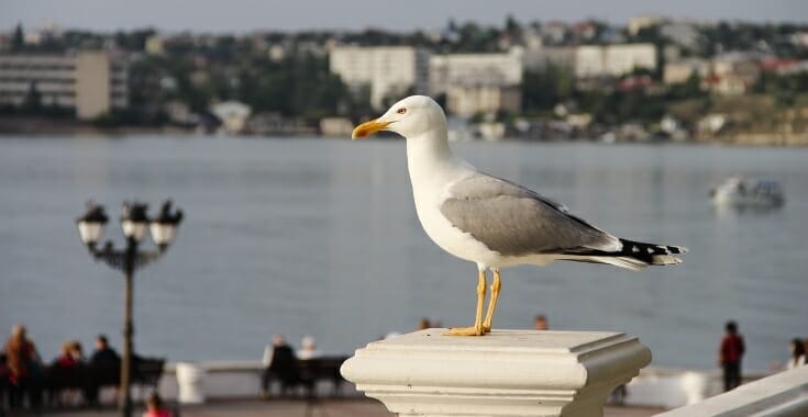 seagull 3684270 1280