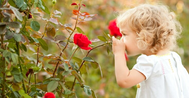 Smelling Roses